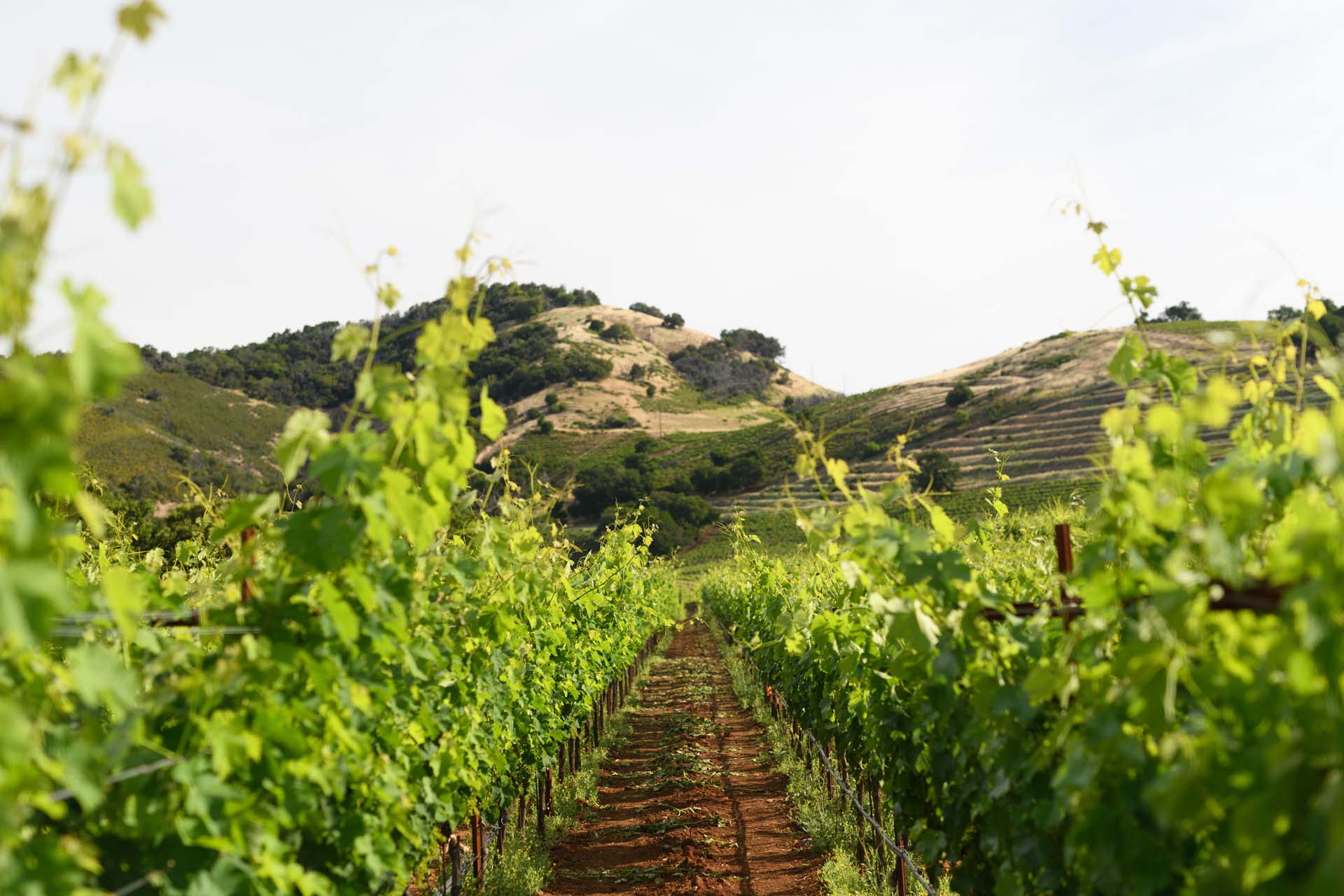 photograph taken between grapevines with mountains in the distance