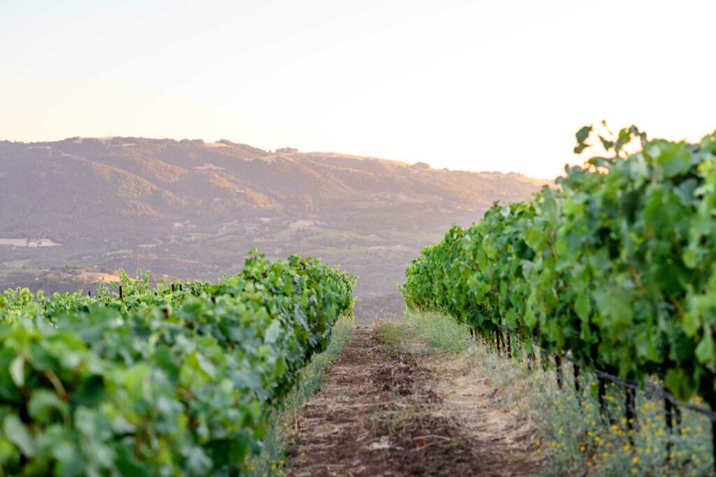 Grenache block at Nuns Canyon Vineyard