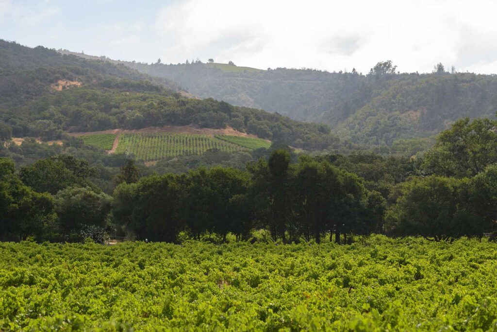 Photo of Hamel with vines in distance and foreground