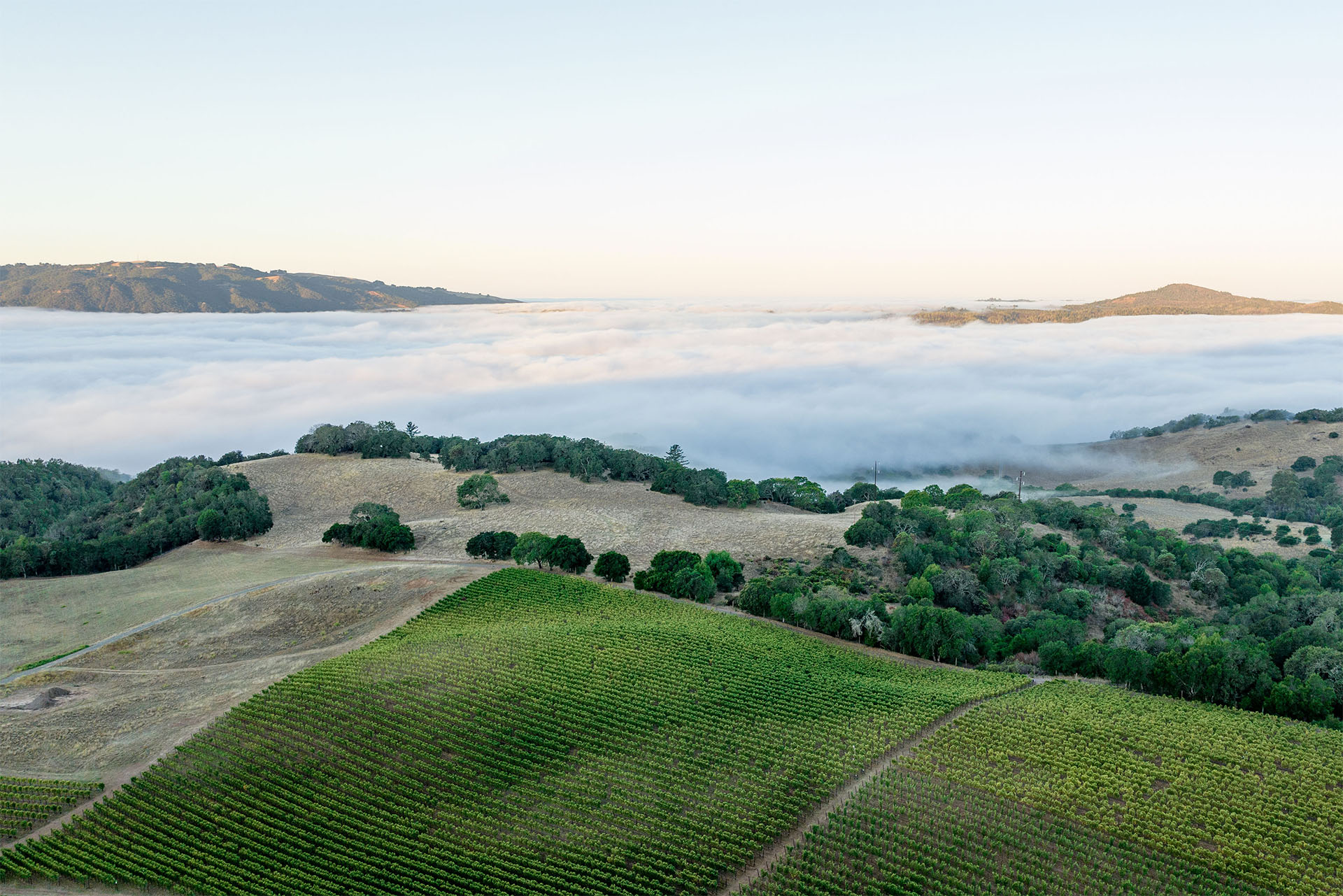 Drone photo of Hamel vineyards with foggy coast in background