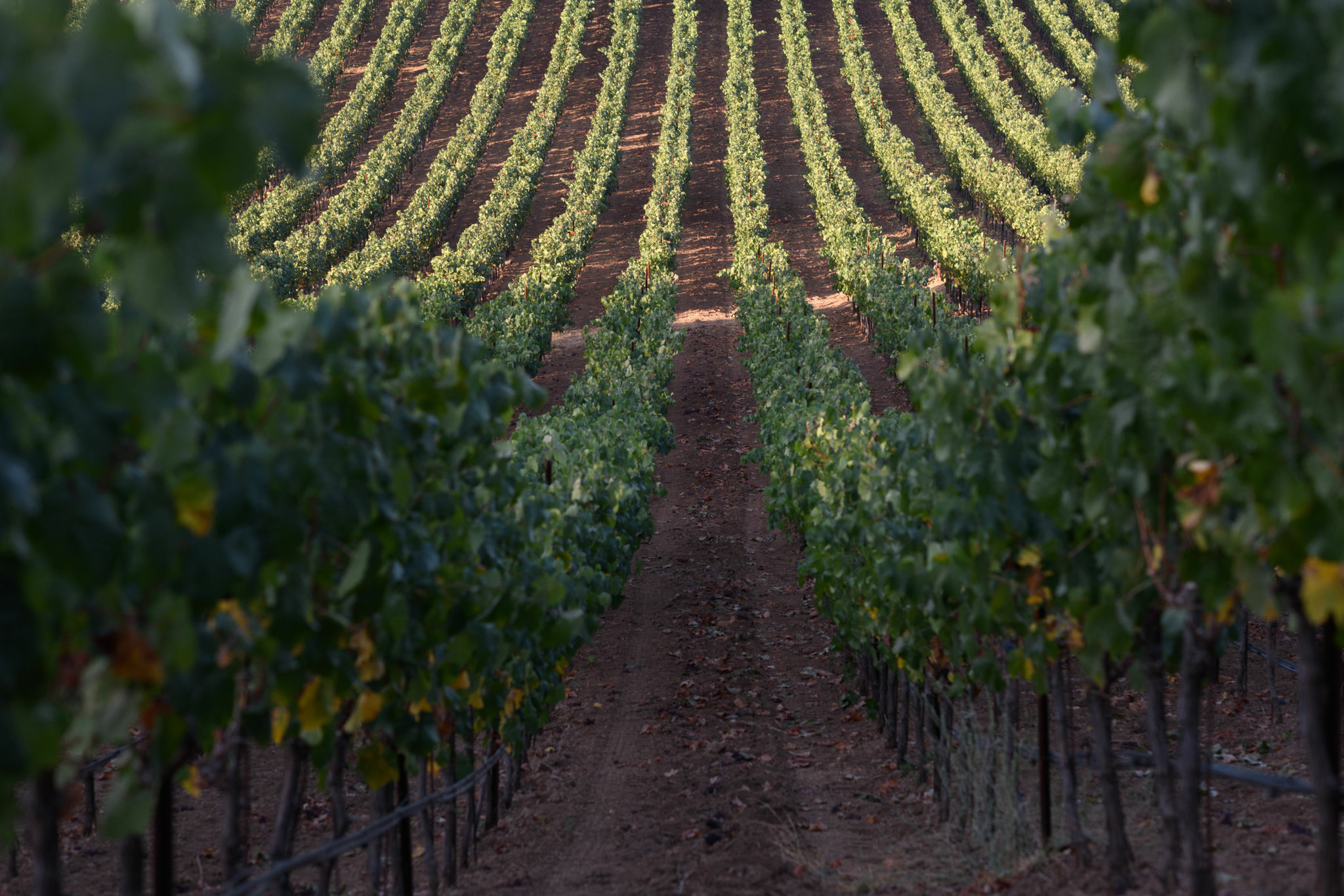 photo taken from within rows of Hamel grapevines