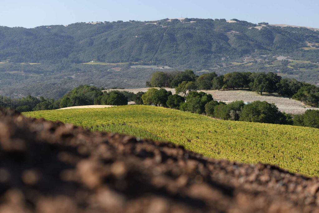 Sonoma Mountain from the vantage point of Nuns Canyon Vineyard
