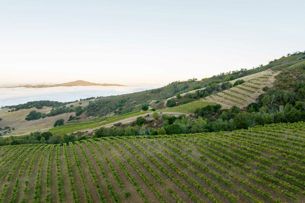 Vista of Nuns Canyon Vineyard looking north