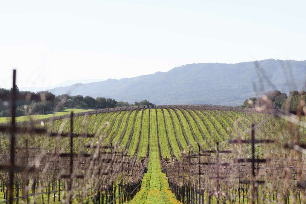 Nuns Canyon Vineyard during early growing season