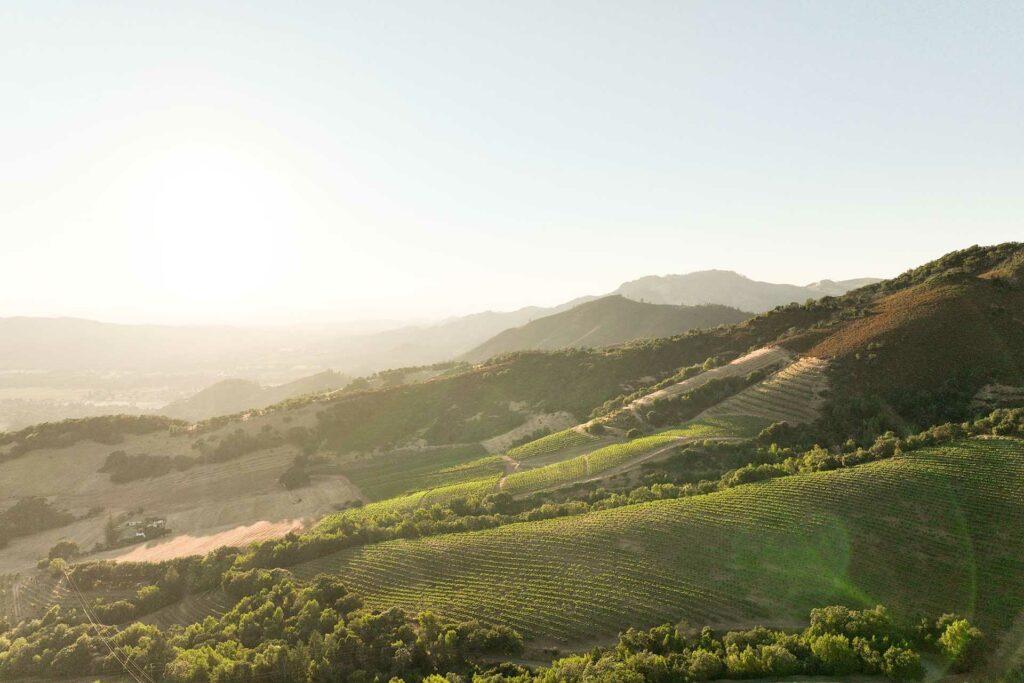 Drone photo of expansive Hamel vineyards