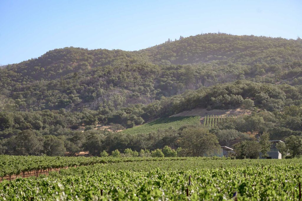 sweeping photo of Estate Vineyards in the foreground and mountains in the background