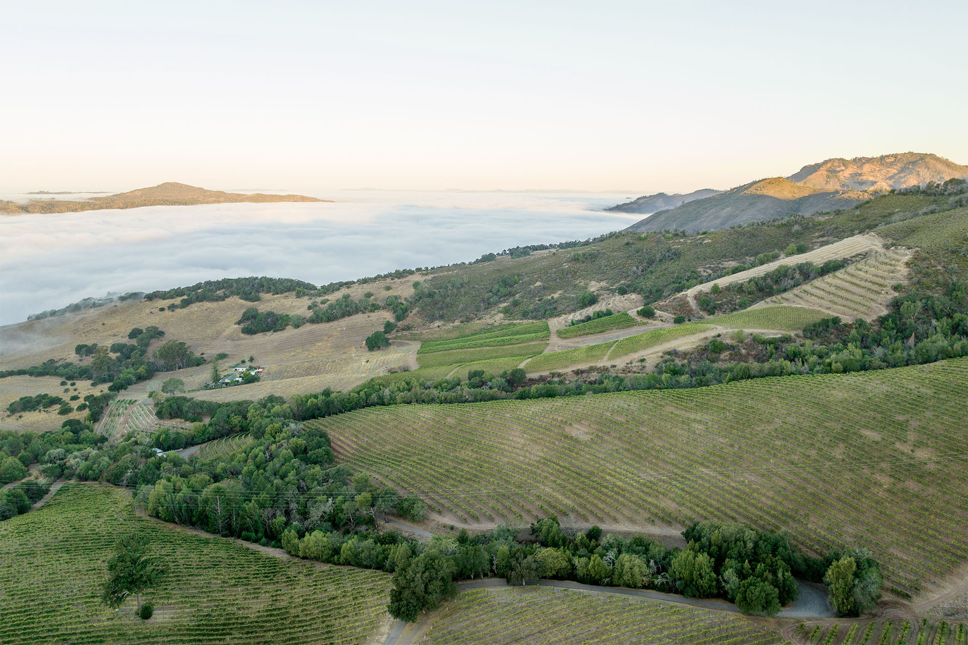 sweeping landscape photo over vineyards and foggy coast