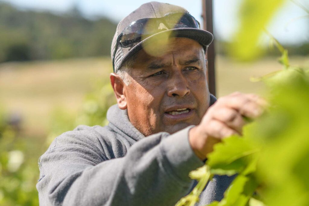 Juan Tinajero working in the vines