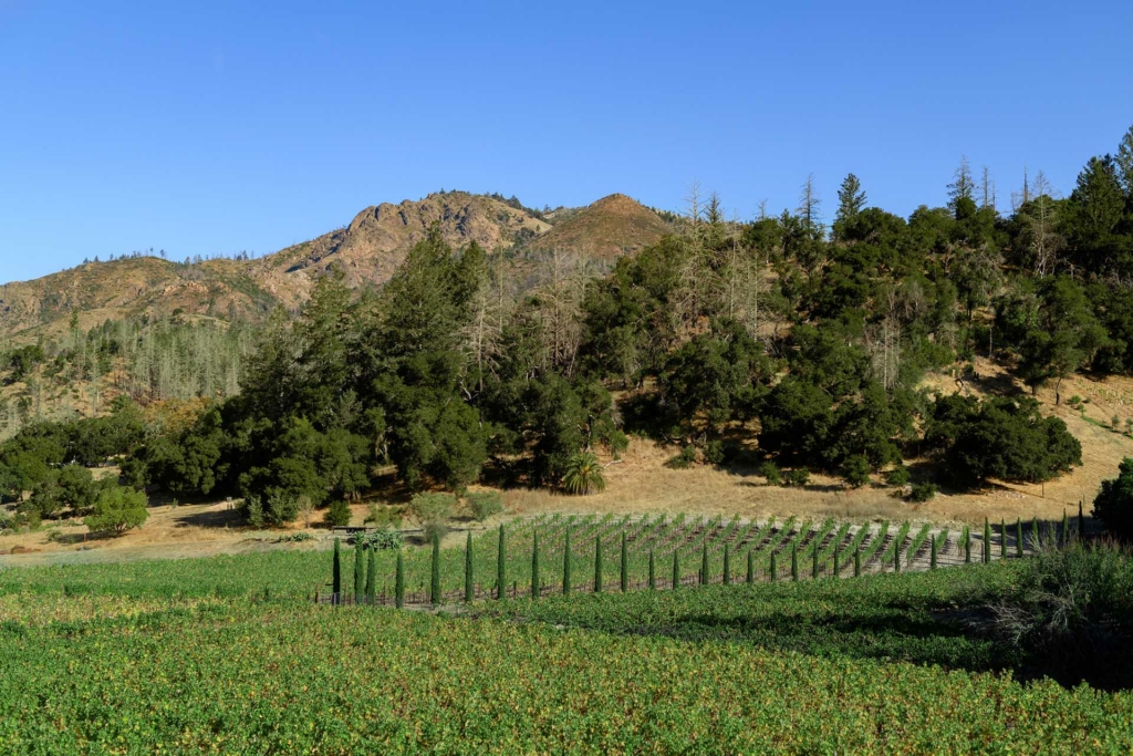 Photo of vineyards and mountains and forests in background