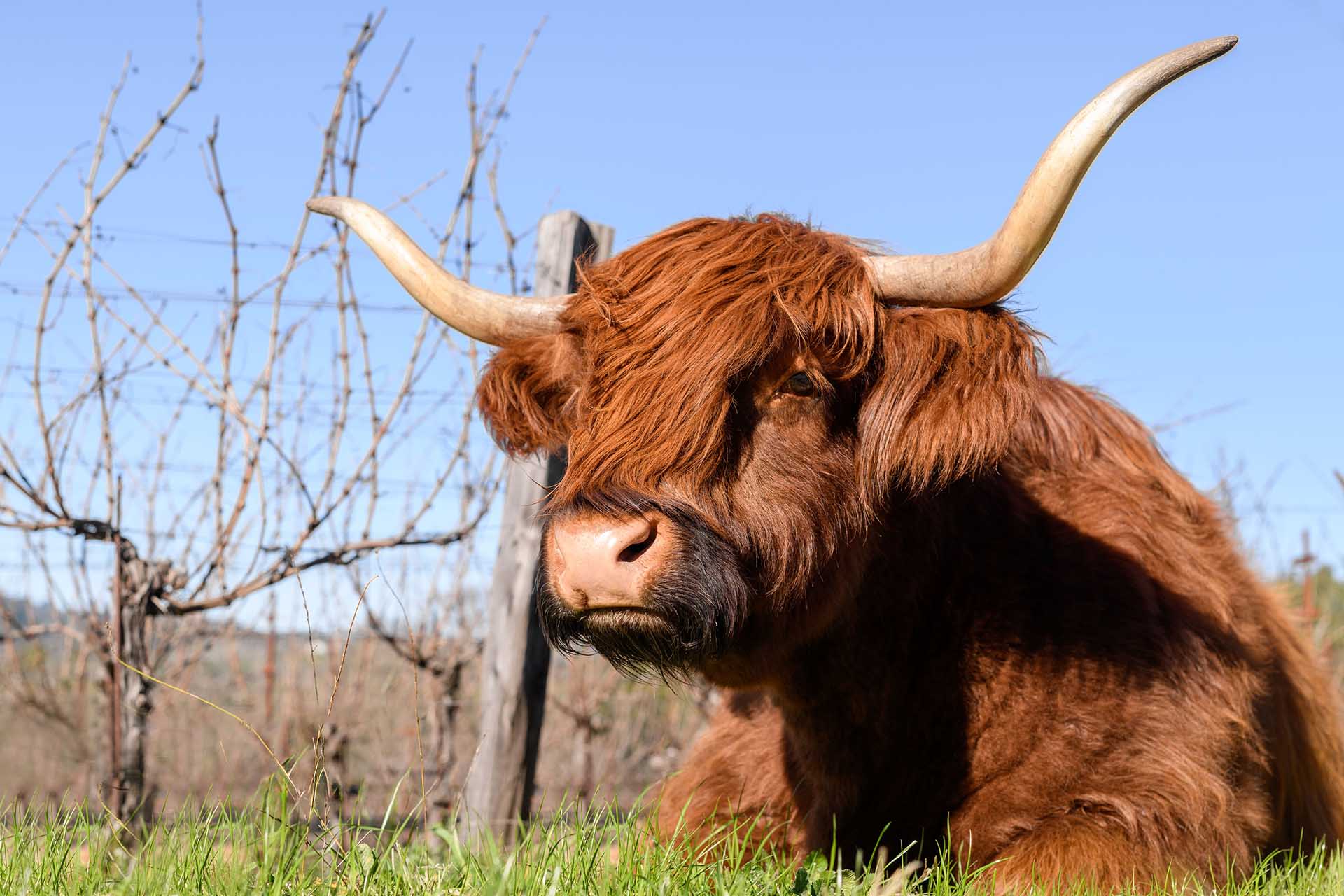 Extreme close up of bull on Hamel land