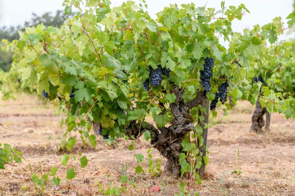 Old vine Zinfandel at Armor Plate Vineyard