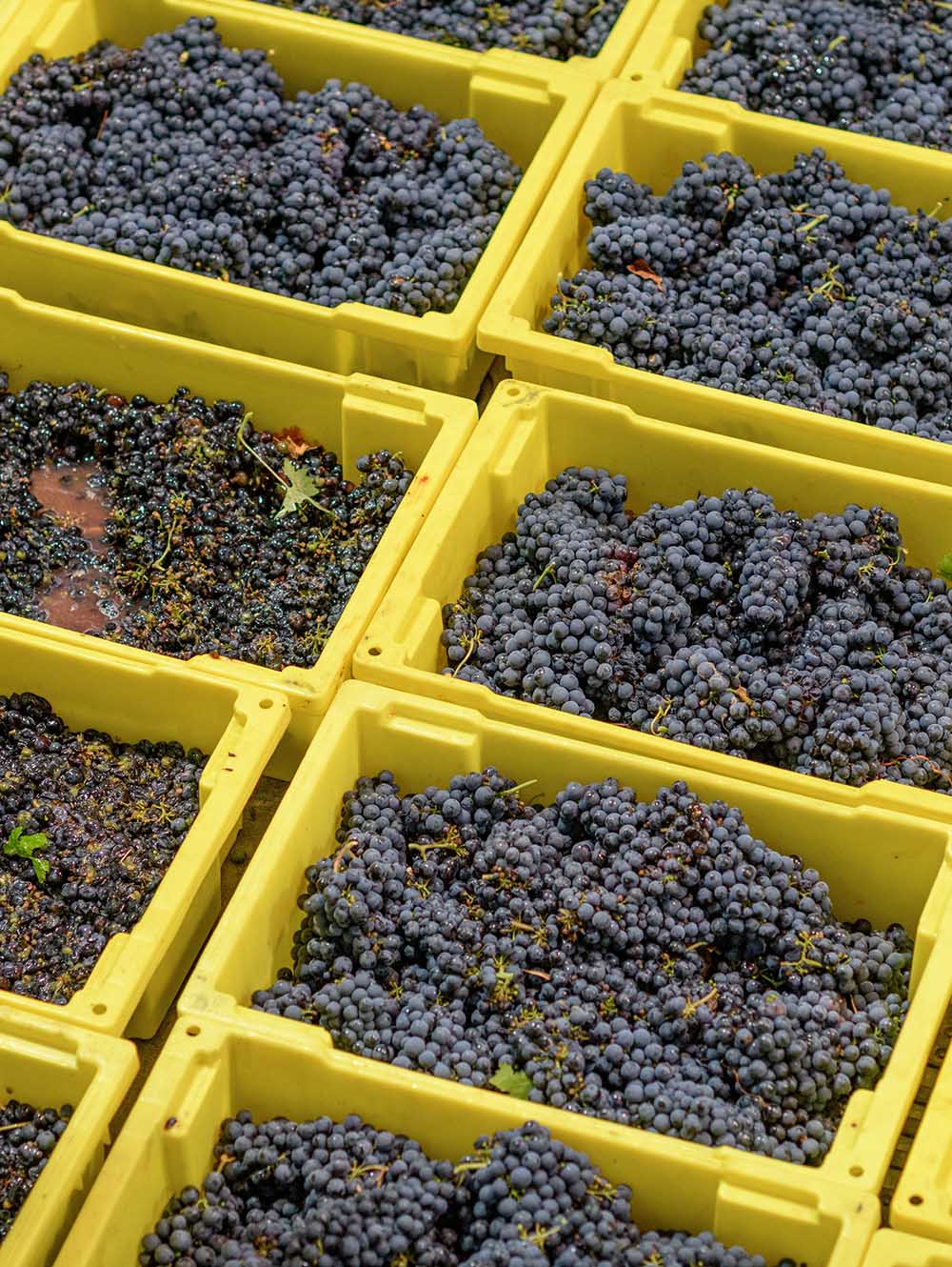 Zinfandel grapes during crush