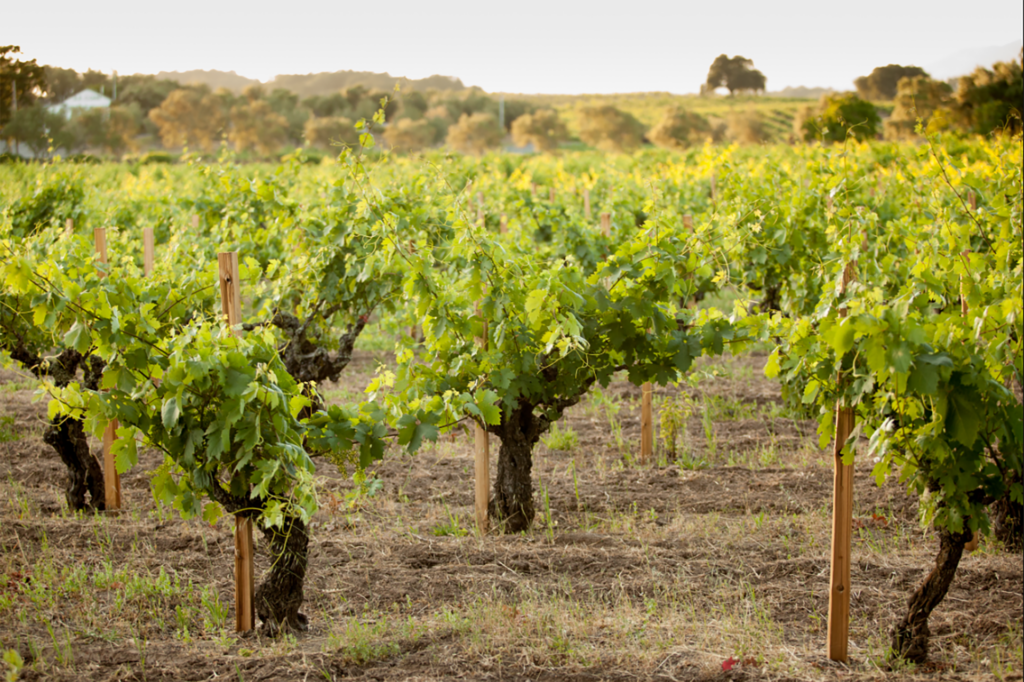 Photo of lush green grapevines