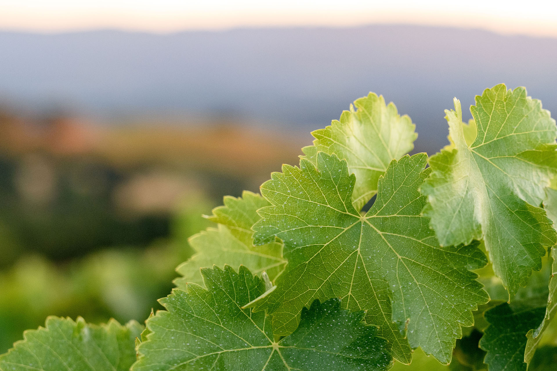 Extreme close up of grape leaves in the Tres Palmas Vineyard