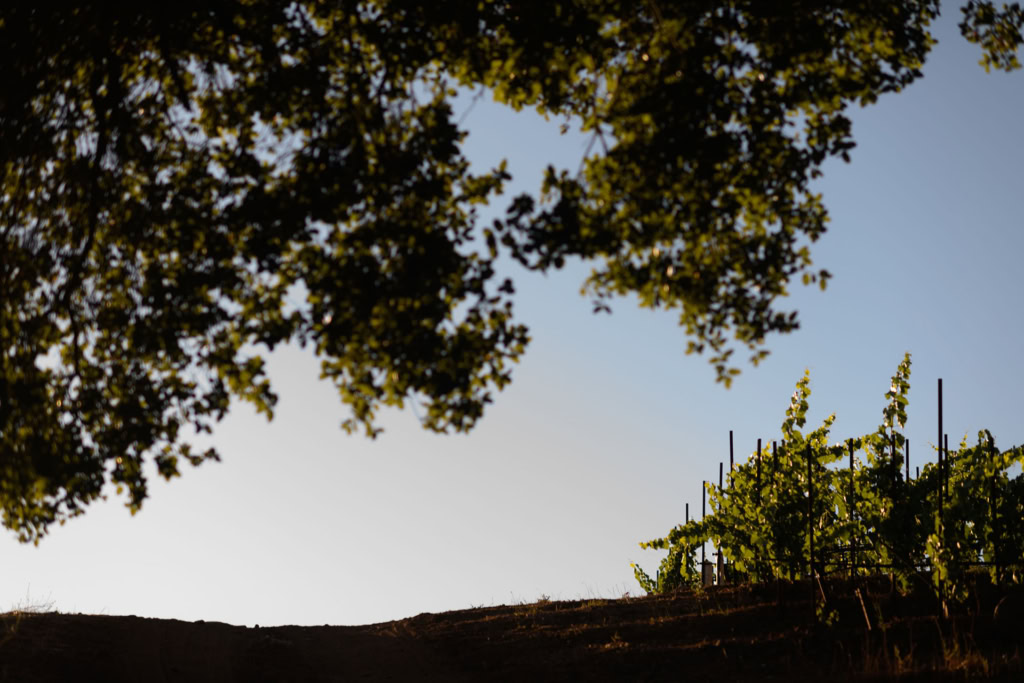 Stylish photo of Tres Palmas vineyards